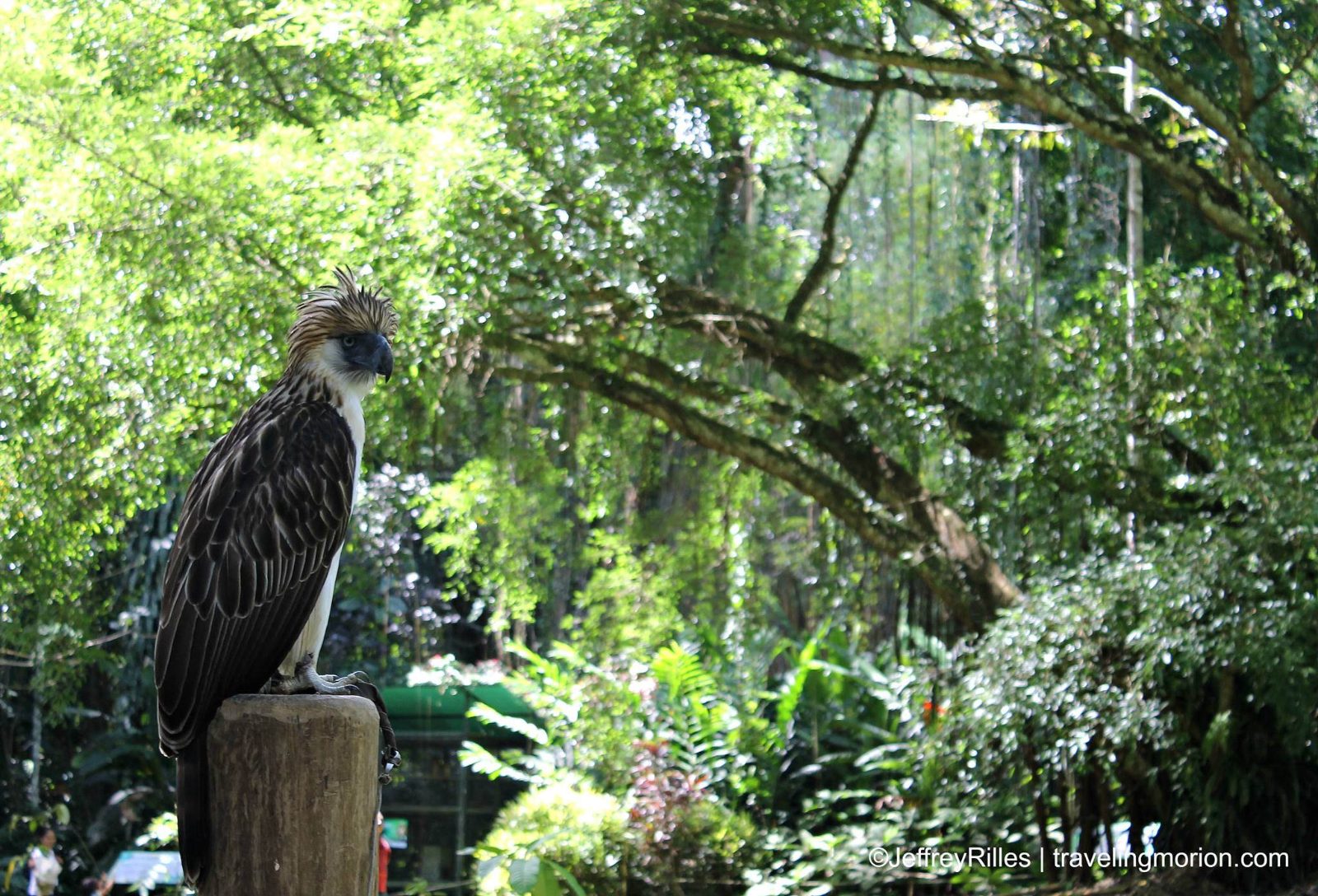 Philippine Eagle Center Entrance Fee