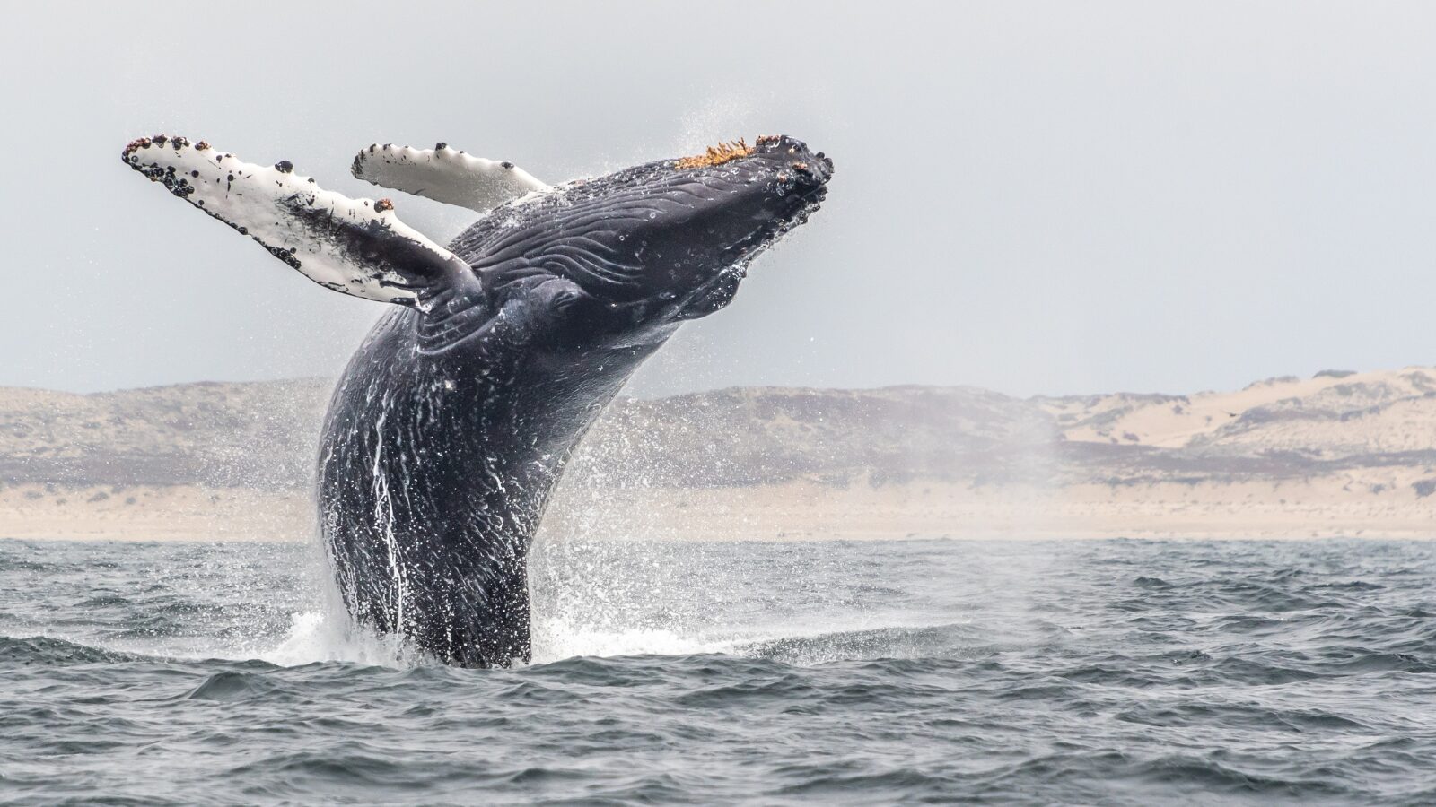Bay Transit and Wildlife Search