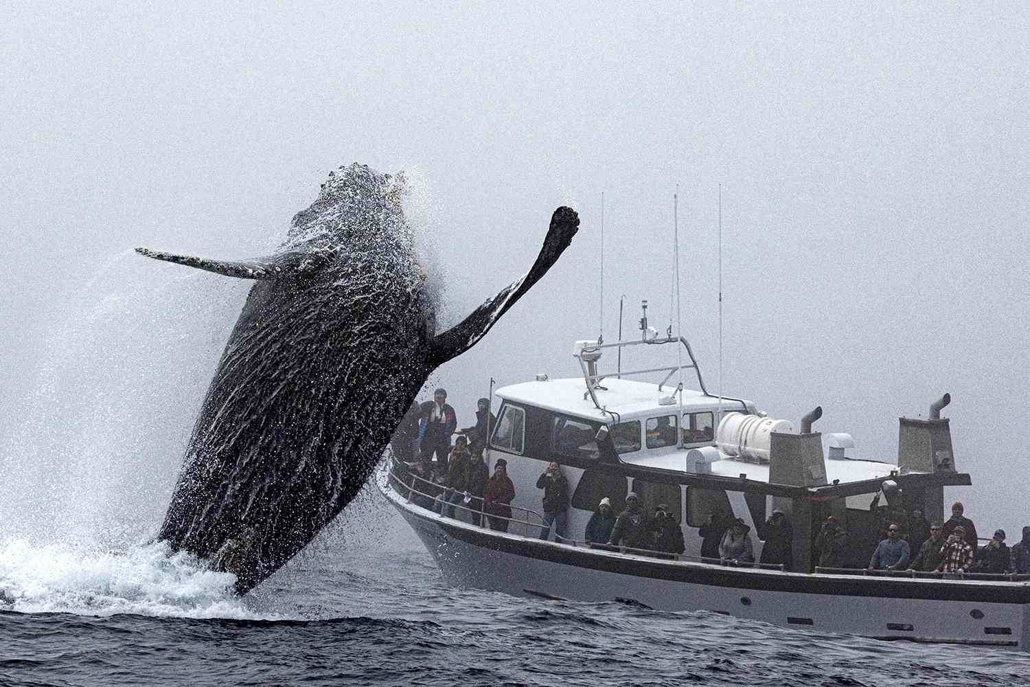 Monterey Whale Watching Tour With a Marine Guide