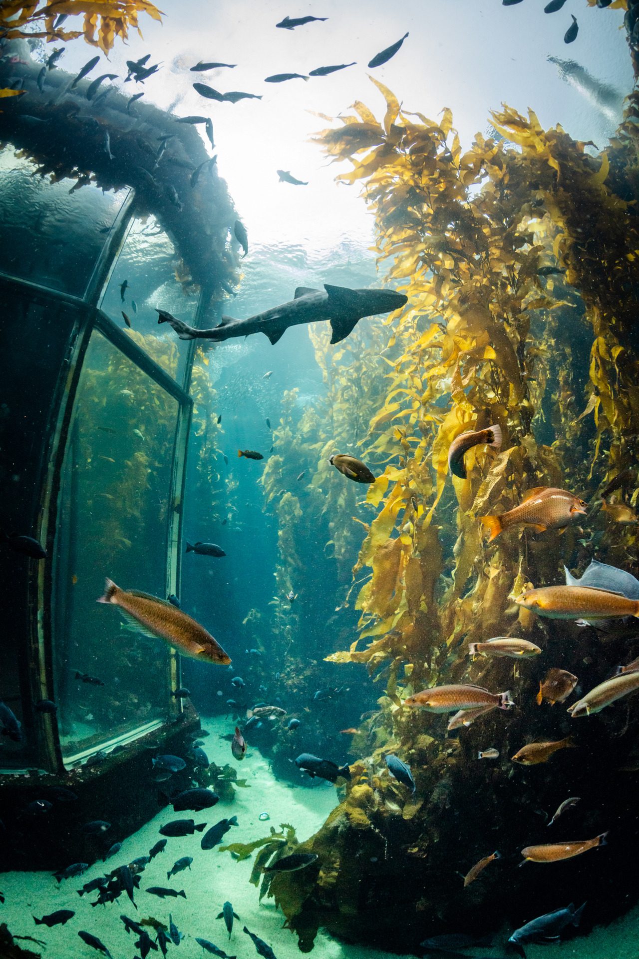 Monterey Bay Aquarium