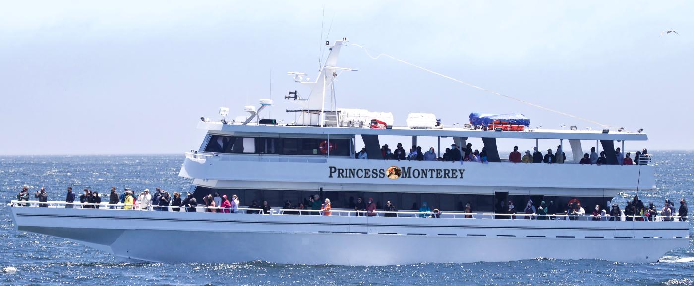 Princess Monterey Bow