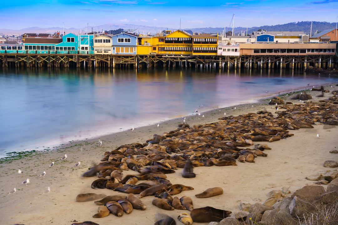 Monterey Harbor Sea Lion Docks