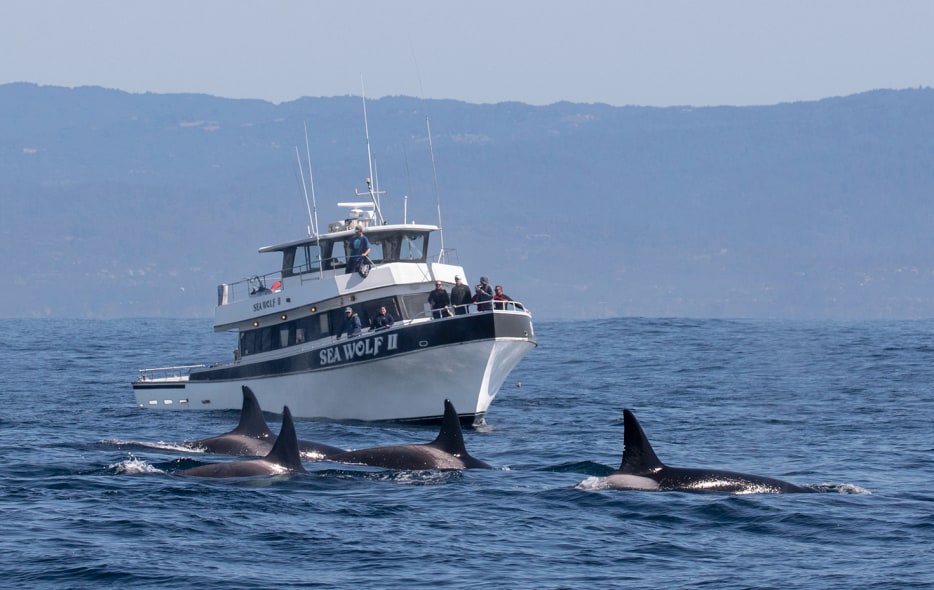 The Sea Wolf II Vessel