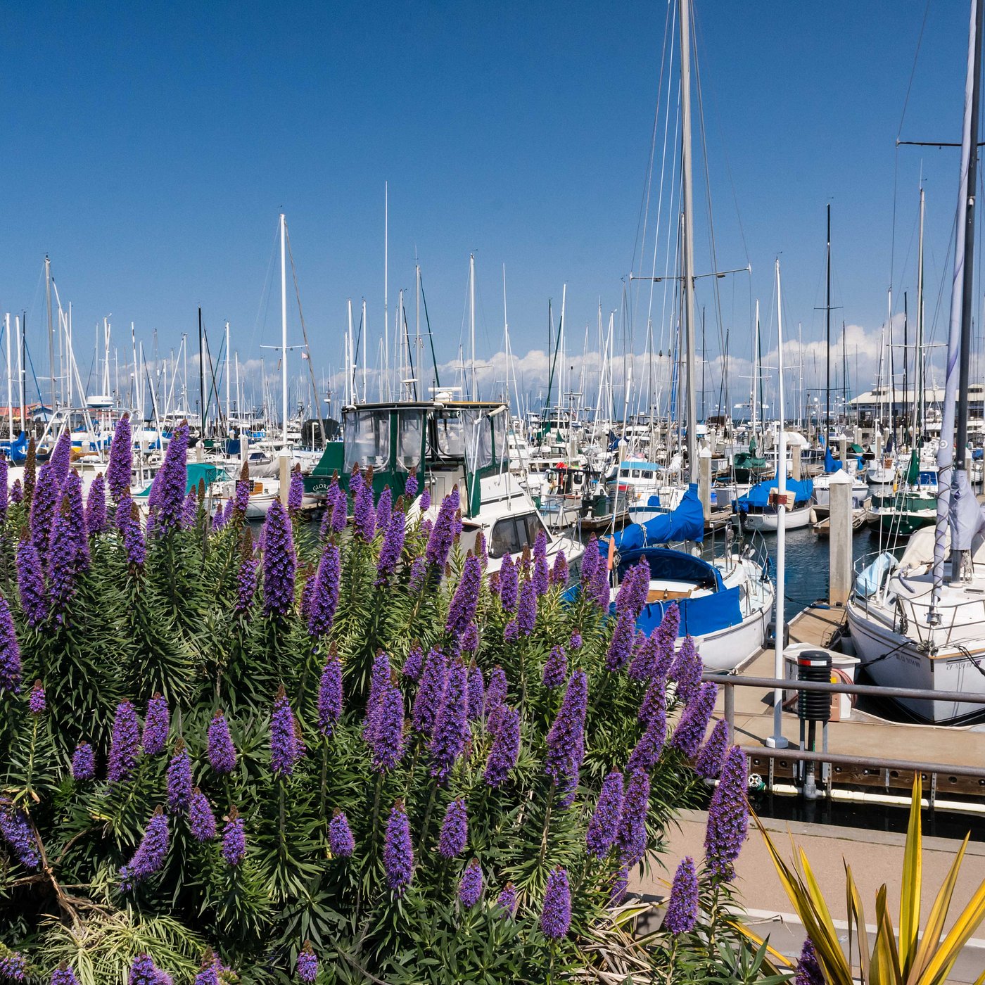 Municipal Wharf II