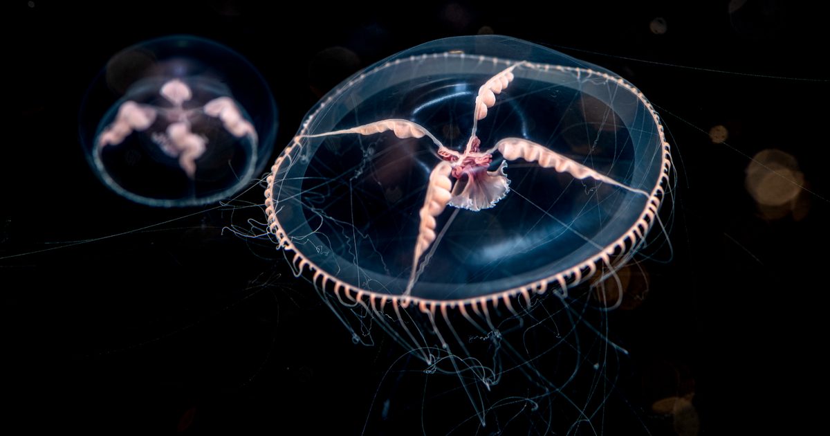Monterey Bay Aquarium