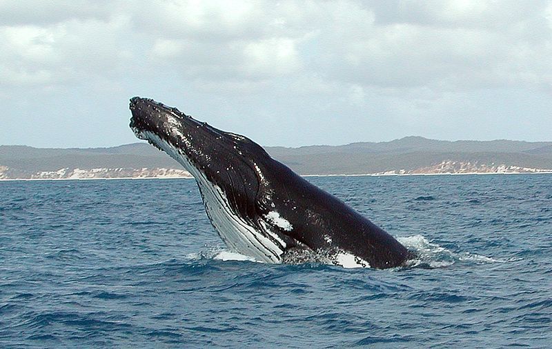 Platypus Bay