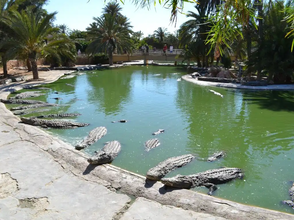 Crocodile Farm Djerba Feeding Time