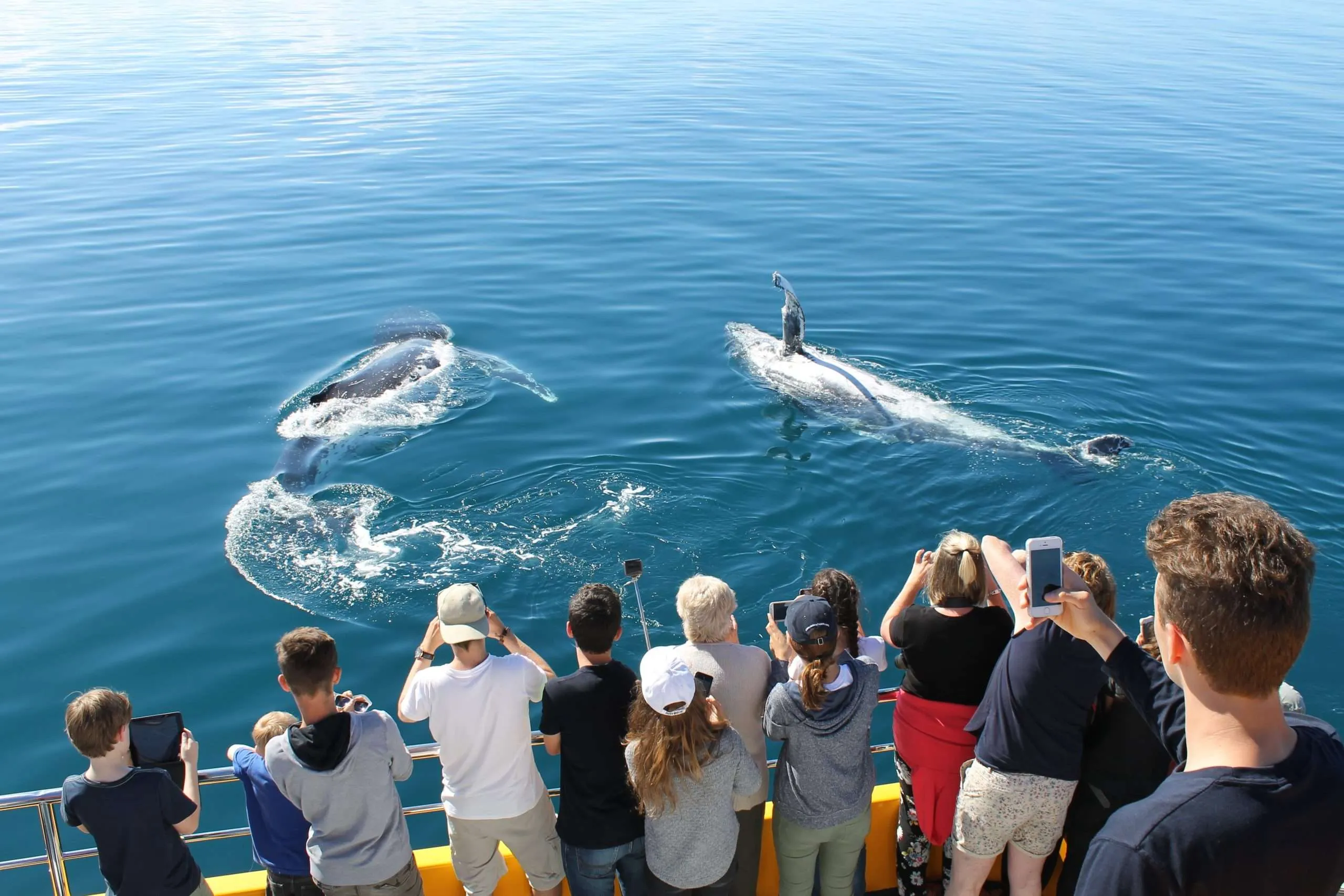 Hervey Bay Whale Watching Accommodation Packages