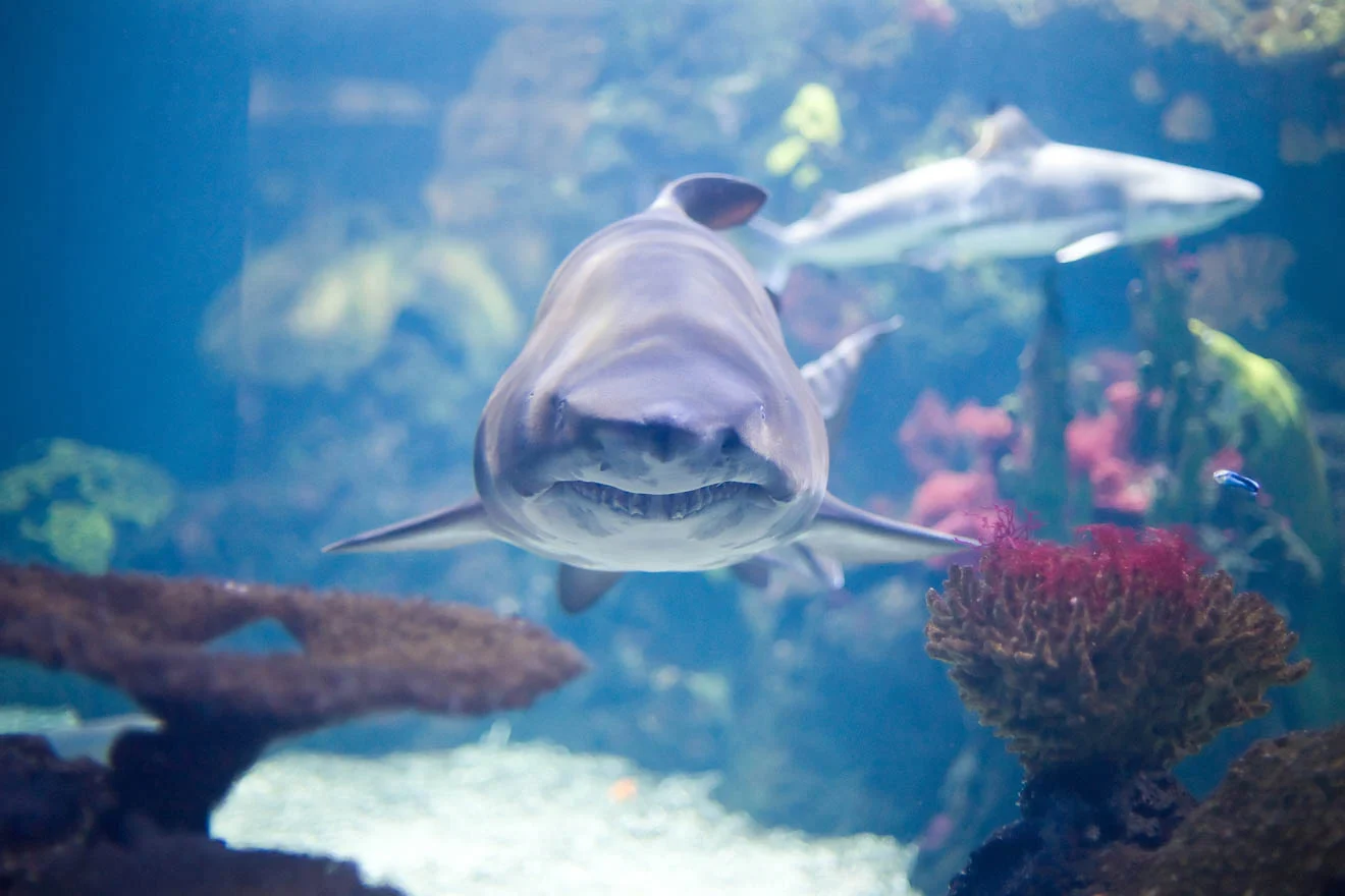 Reefworld Aquarium