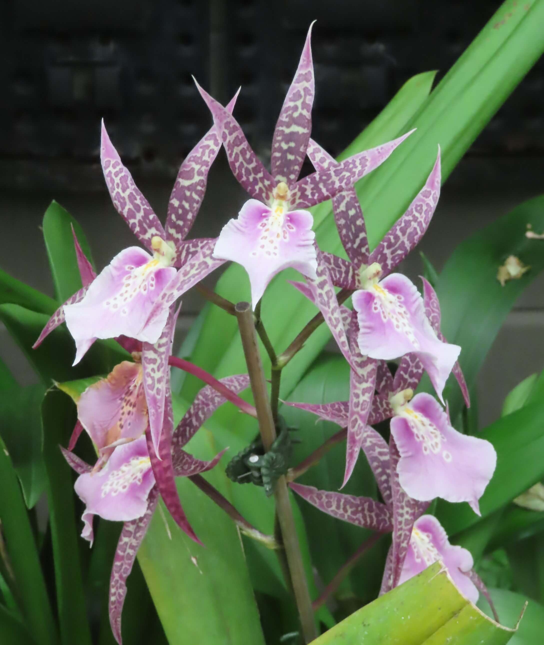 Hervey Bay Botanic Gardens