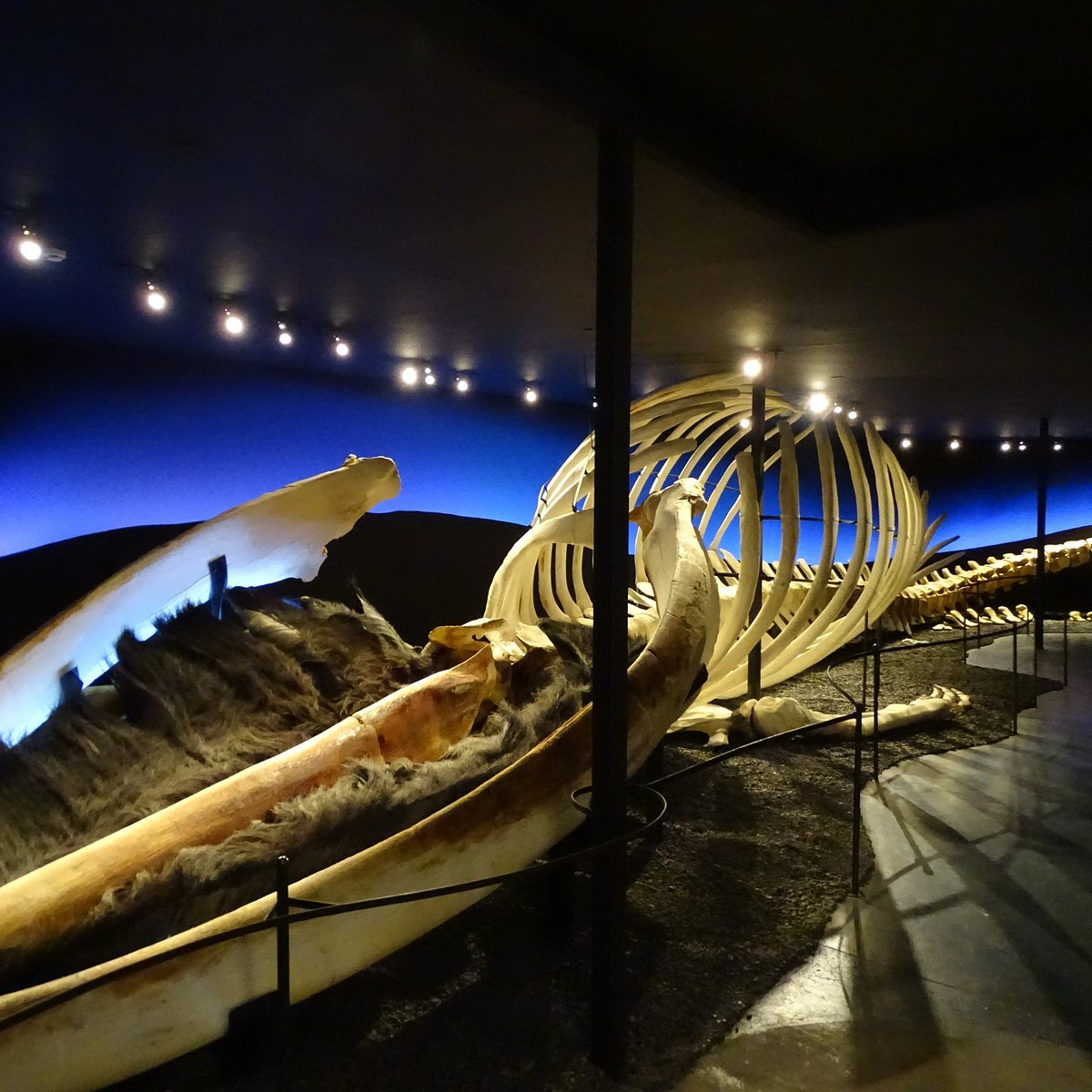 Húsavík Whale Museum