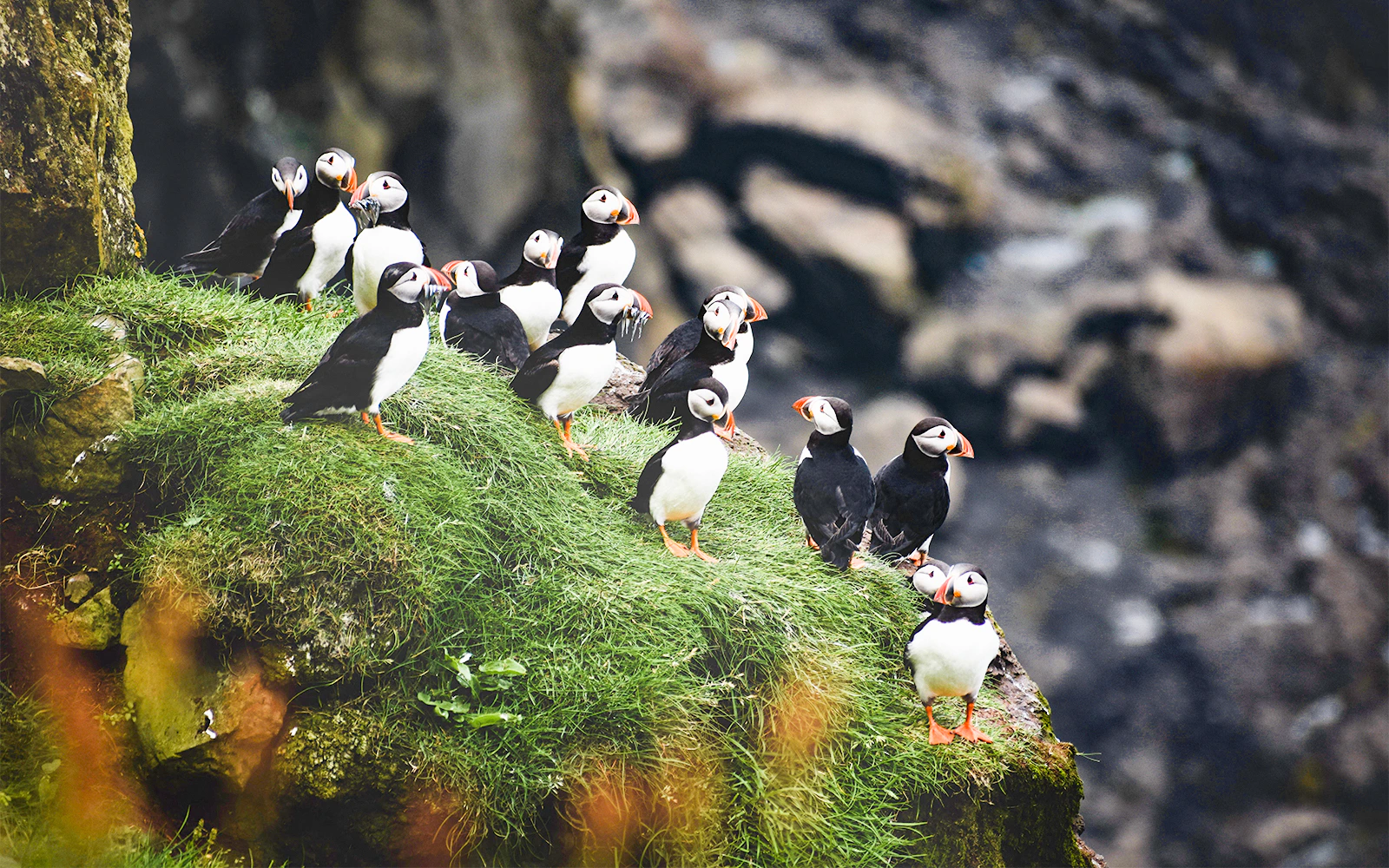 Lundey Puffin Island