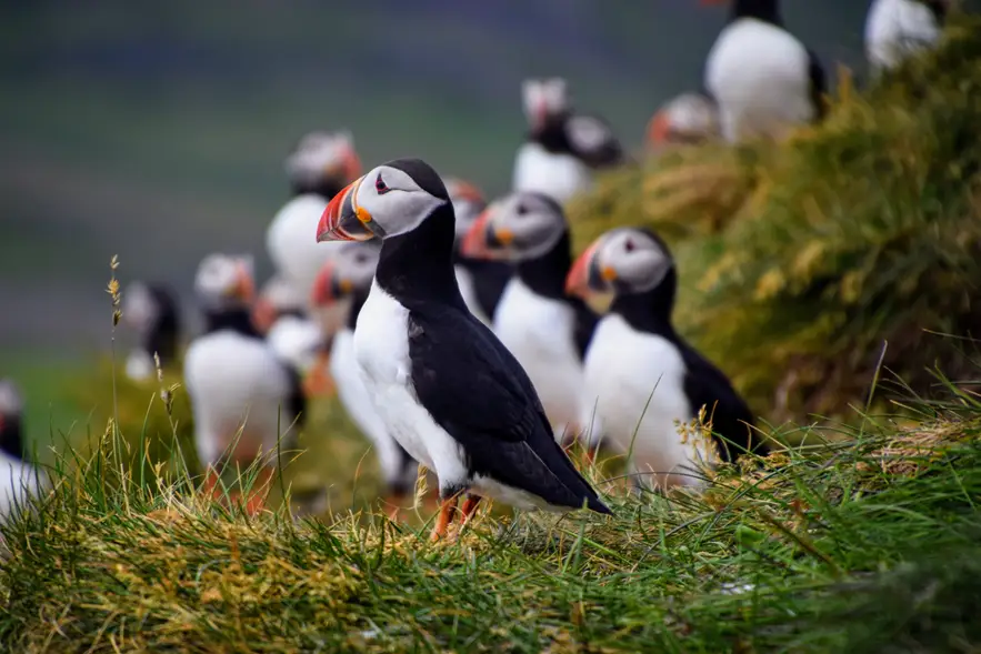 Lundey (Puffin Island)