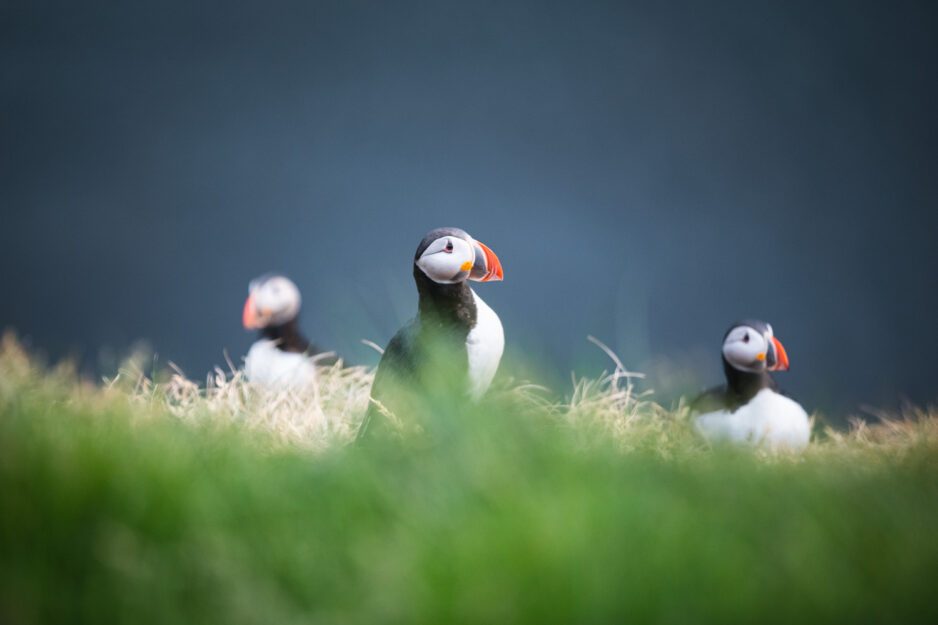 Husavik Whale Watching and Puffins