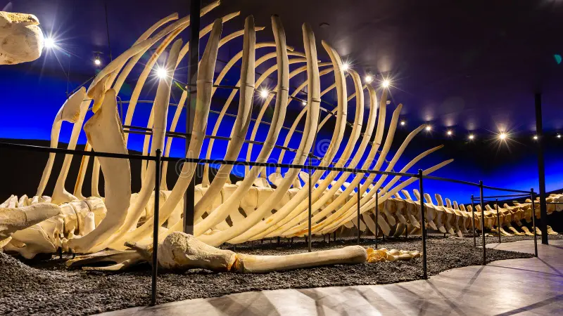 Húsavík Whale Museum