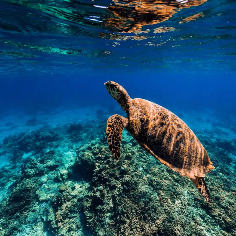 Amed Snorkeling Turtles