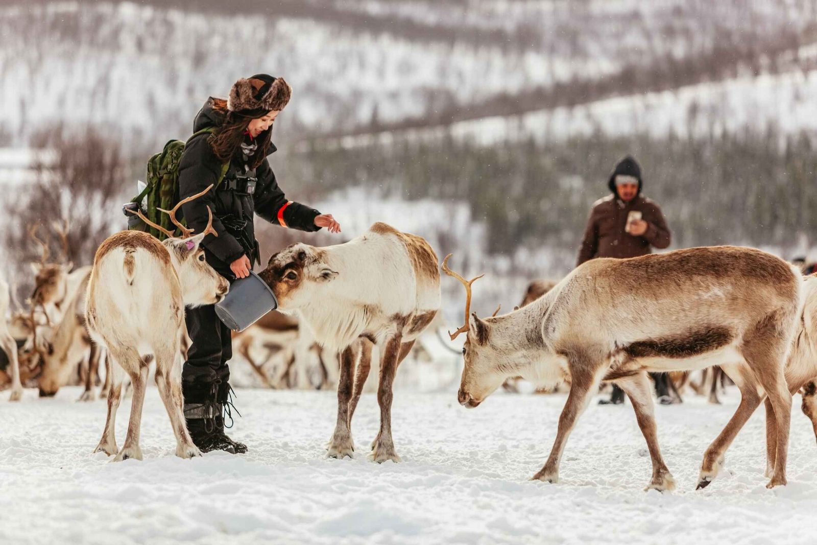 Reindeer Sledding Tromso