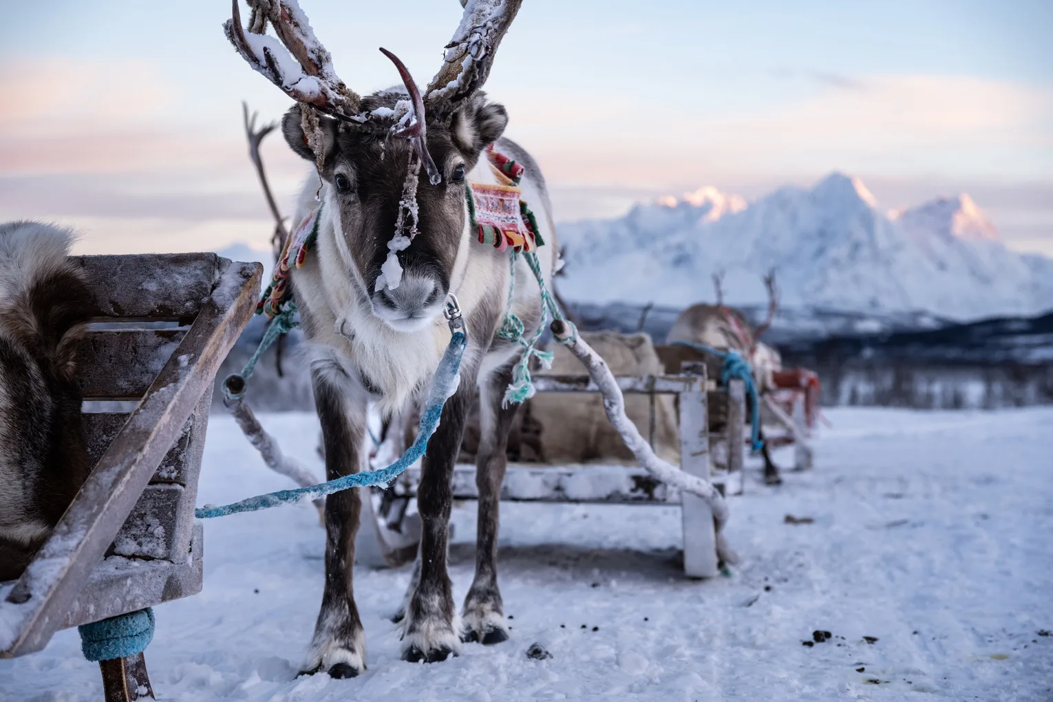 Reindeer Sledding Ride