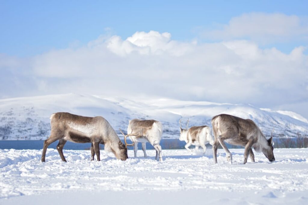 The Reindeer Feeding Meadow
