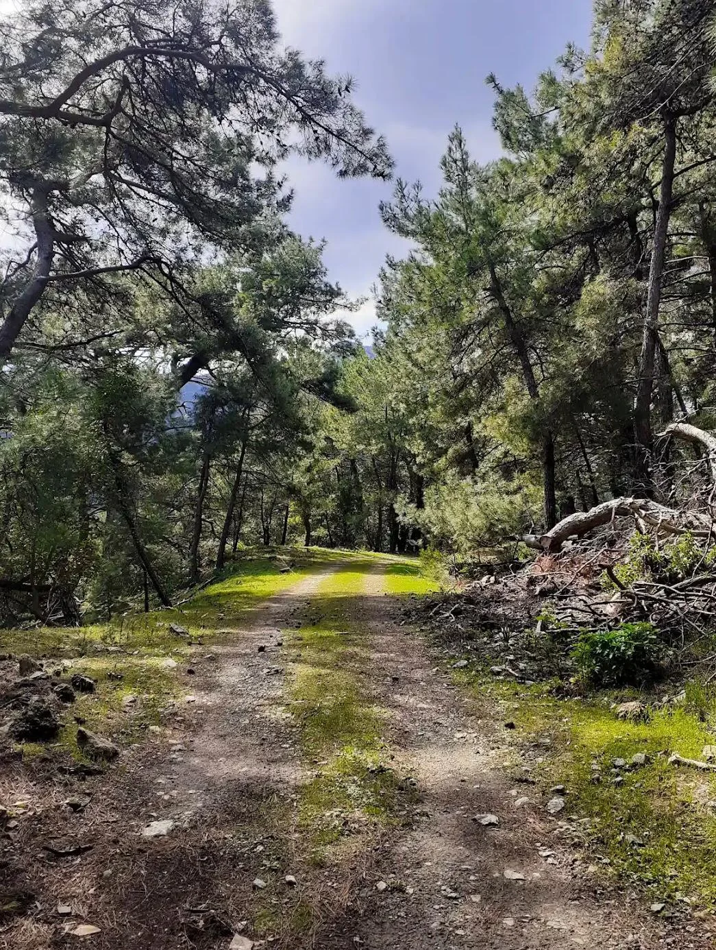 Aegean Forest Trails