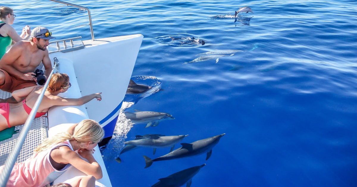 Ocean Wildlife Search