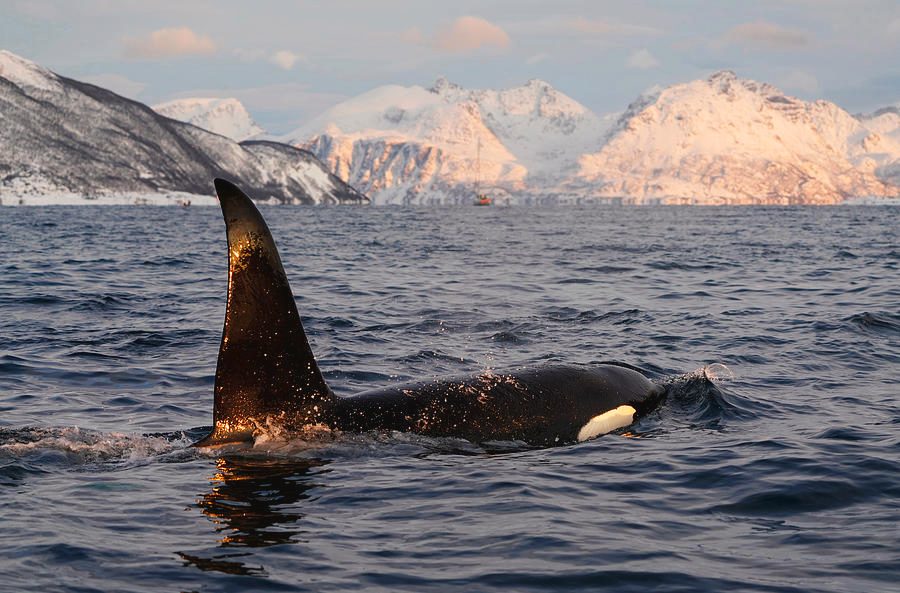 Skjervoy Whale Watching