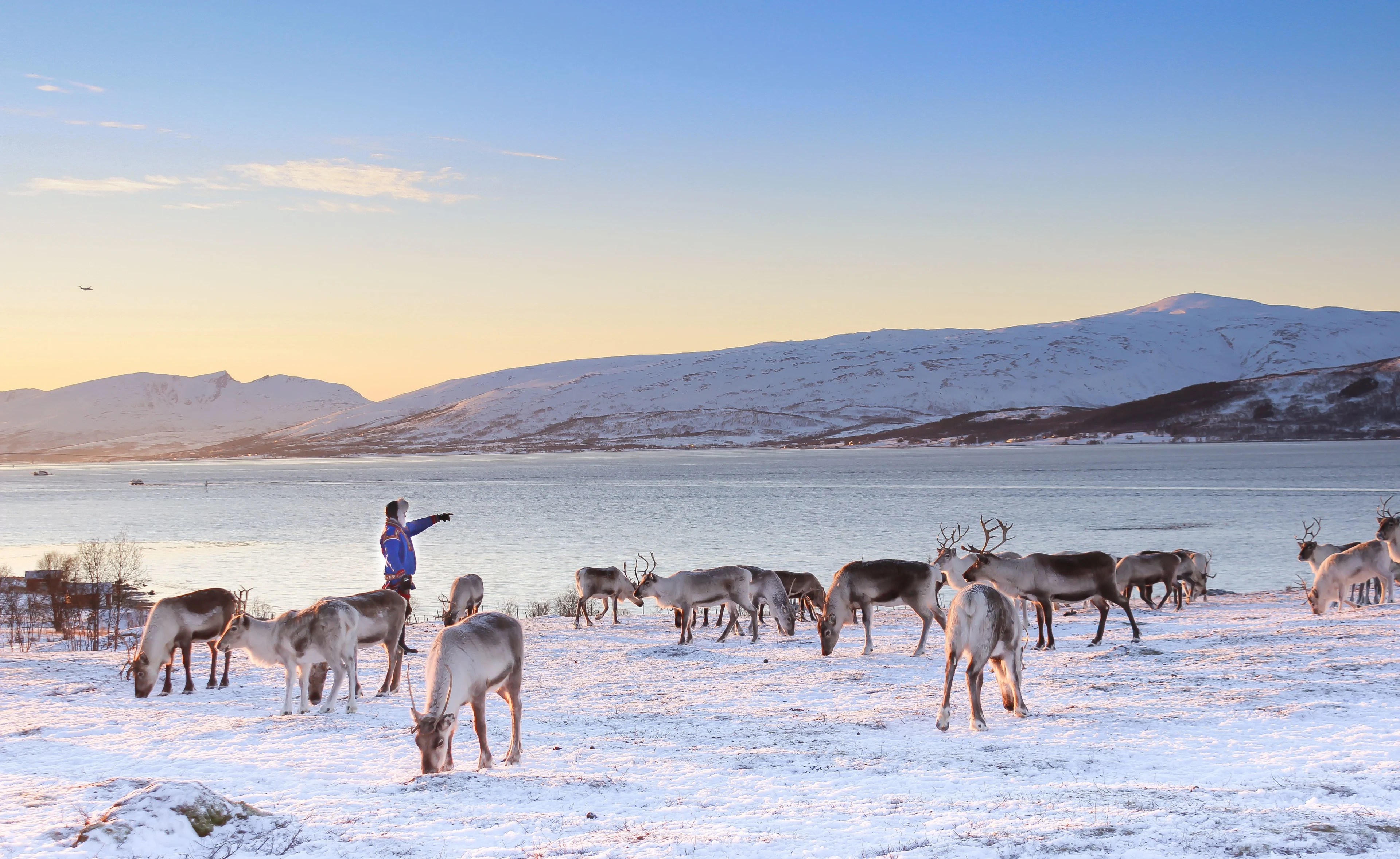 Reindeer Herd