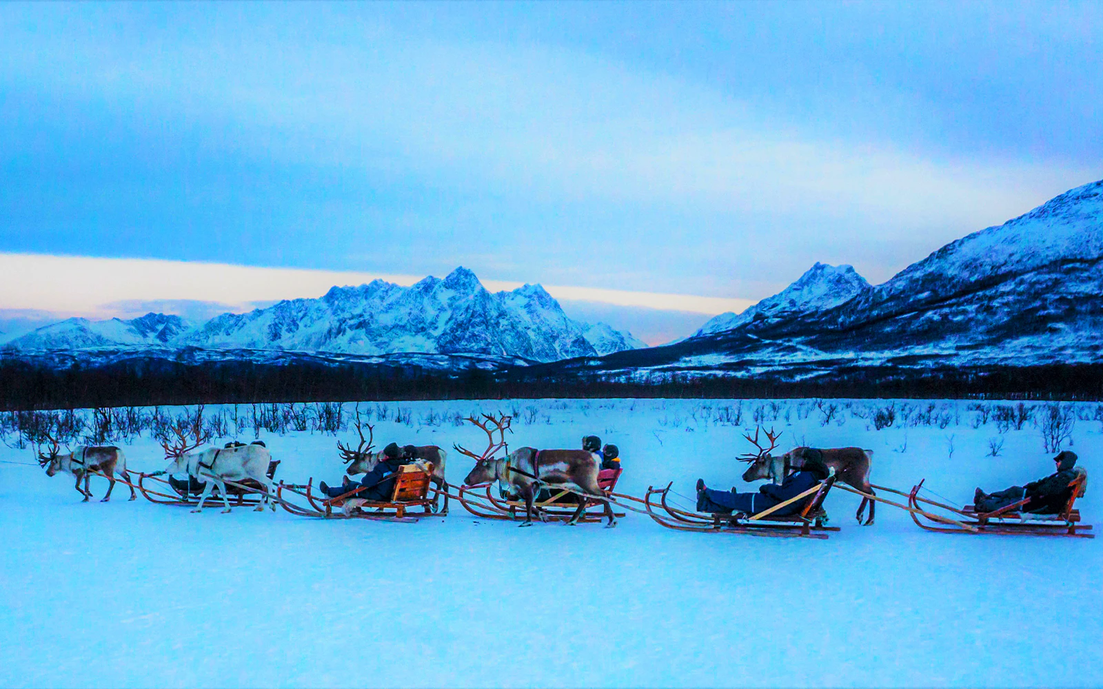 Reindeer Sledding Tromso Evening