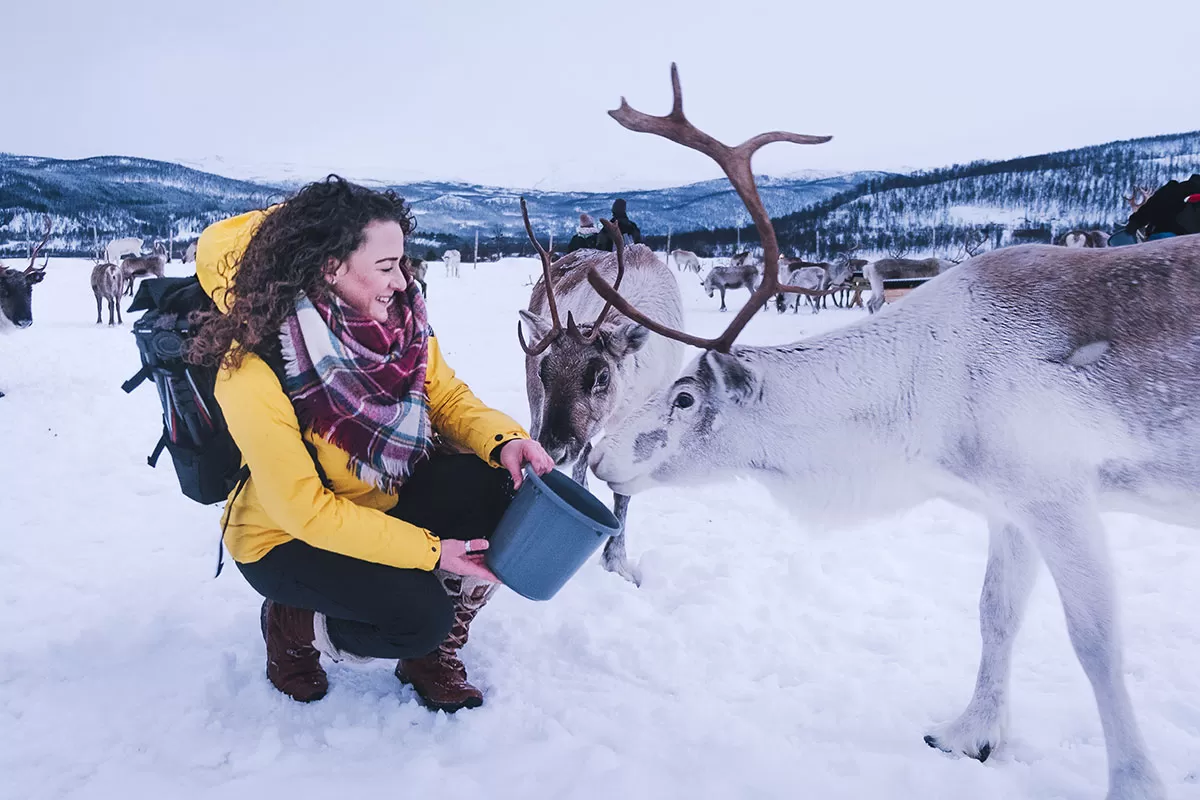 Reindeer Enclosure