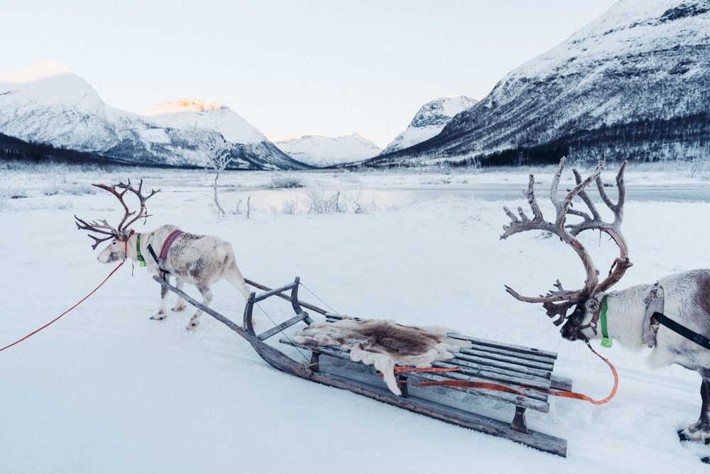 Reindeer Sledding Track