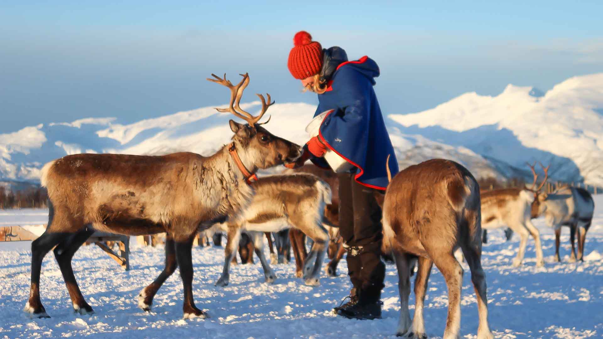 Reindeer Feeding