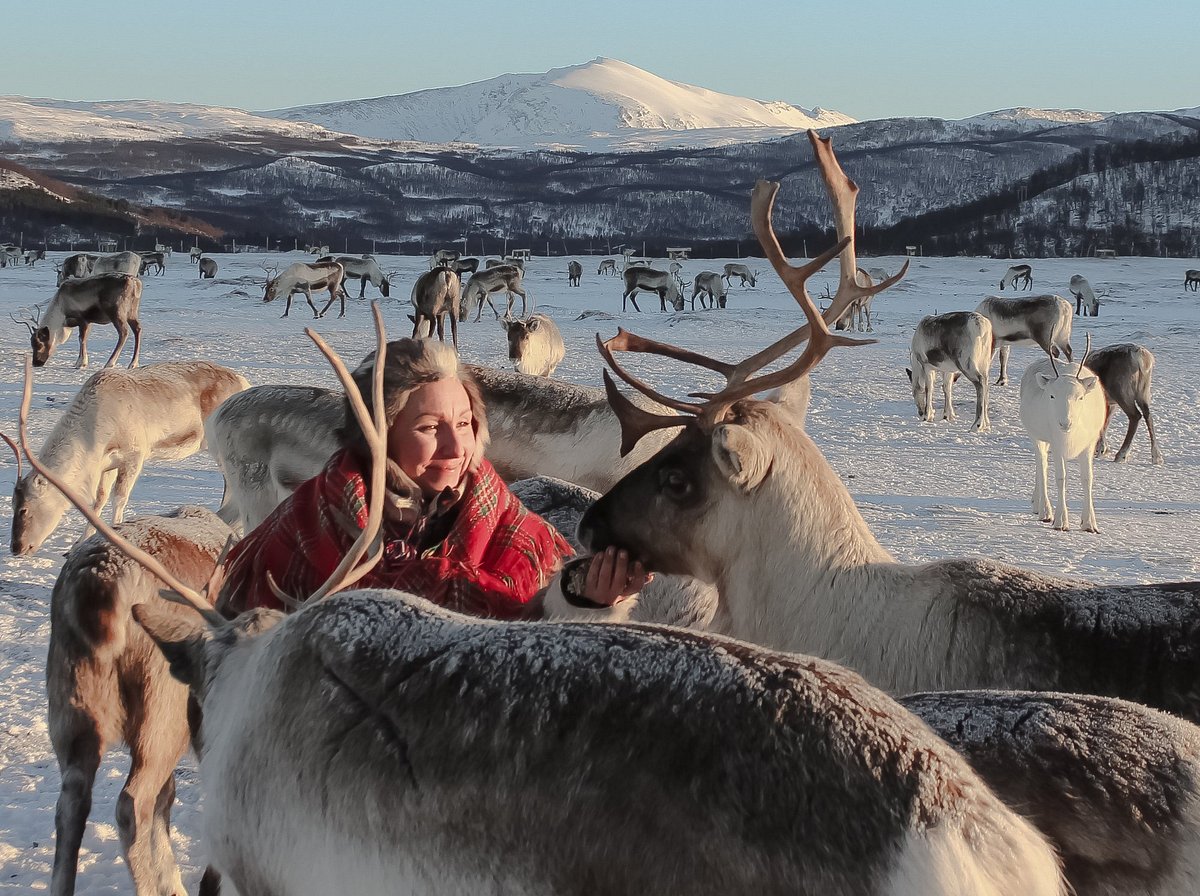 Reindeer Feeding Corral