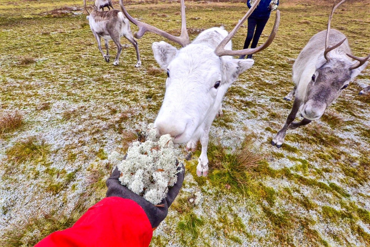 Reindeer Feeding Enclosure