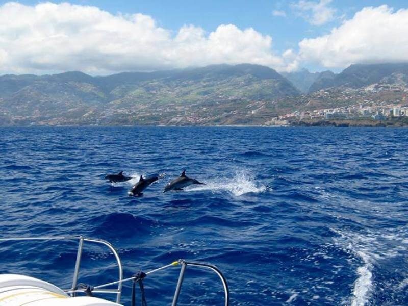 Catamaran Trips Funchal