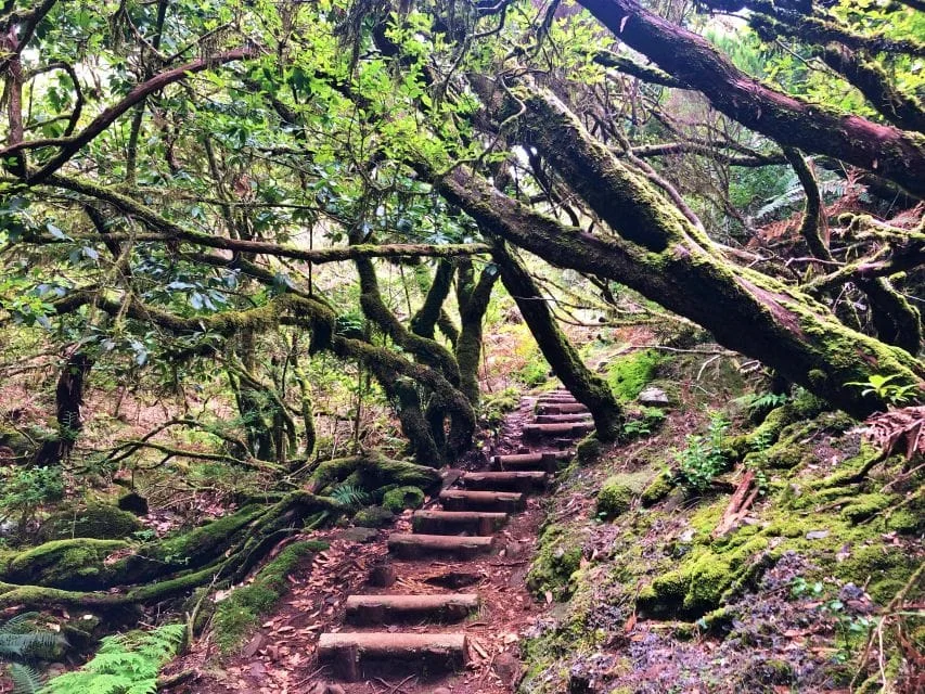 Fanal Forest Hike Difficulty
