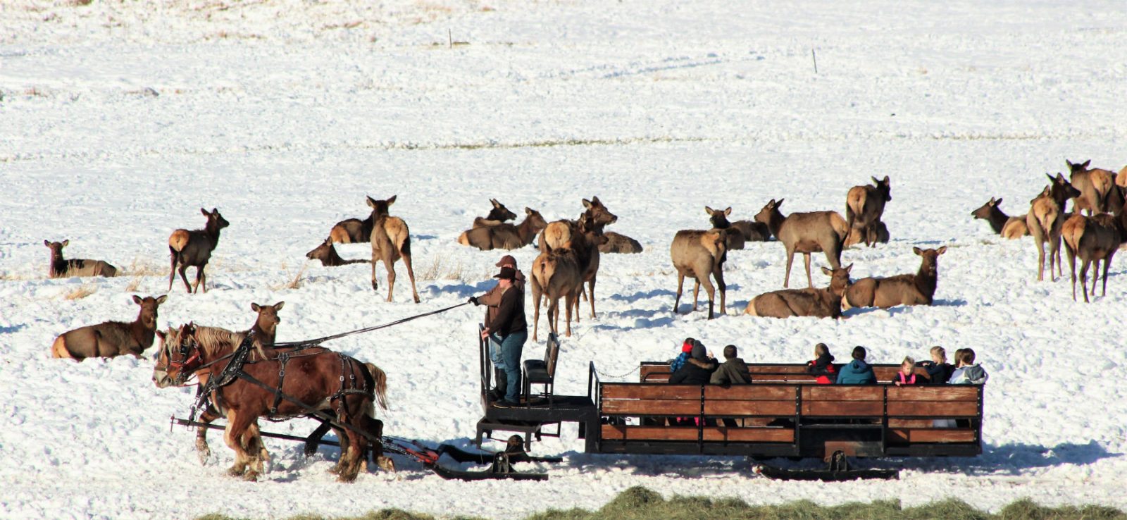 National Elk Refuge Sleigh Rides