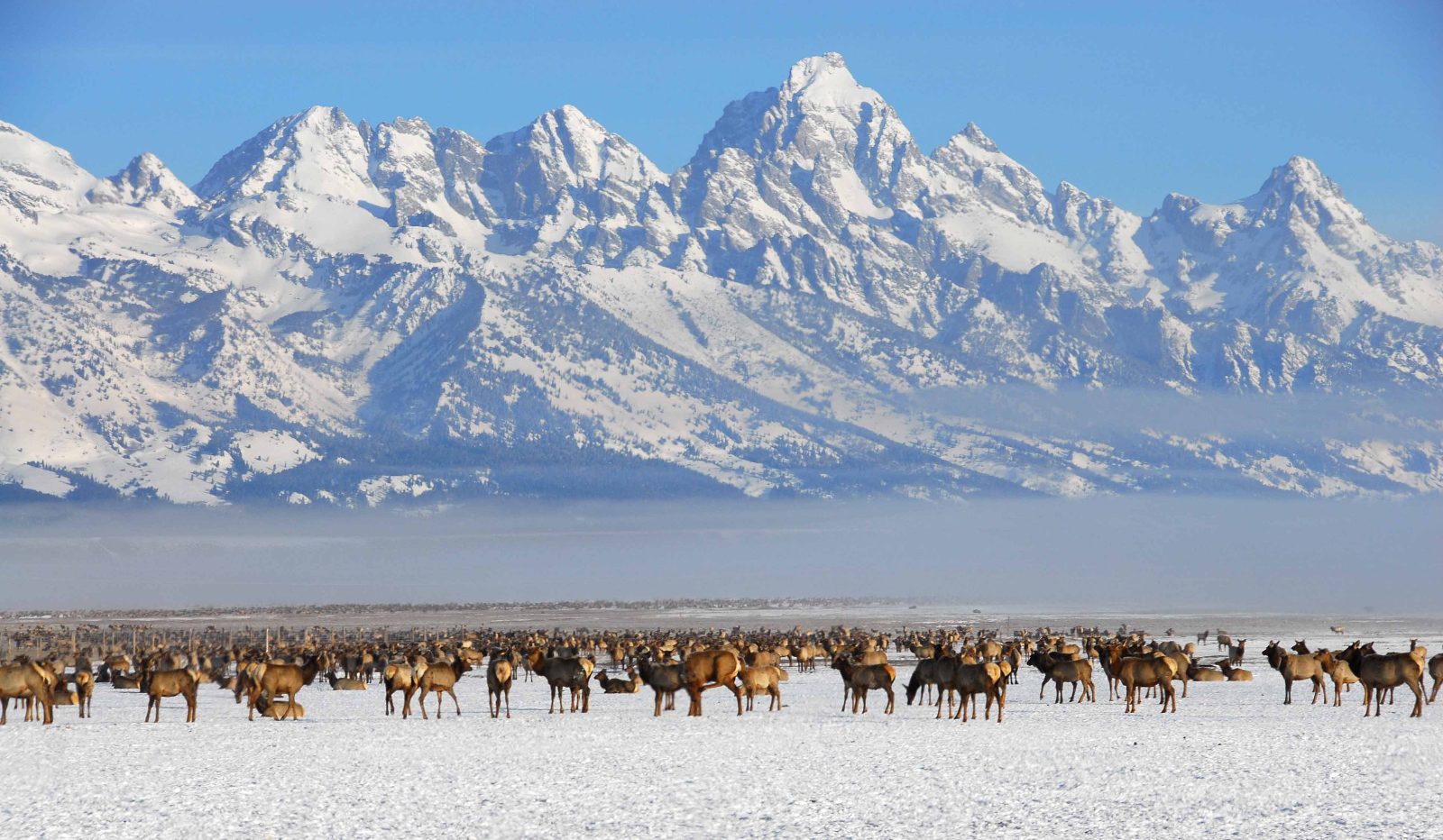 Elk Feeding Grounds