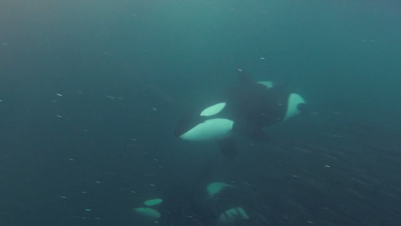 Whale Encounters