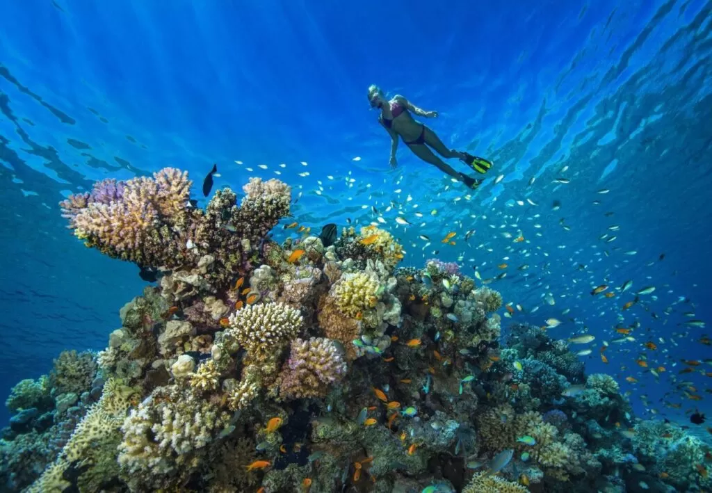 Coral Gardens