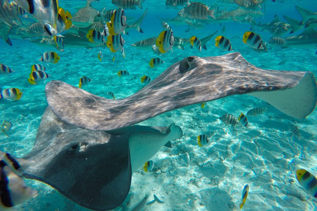 Marine Observation