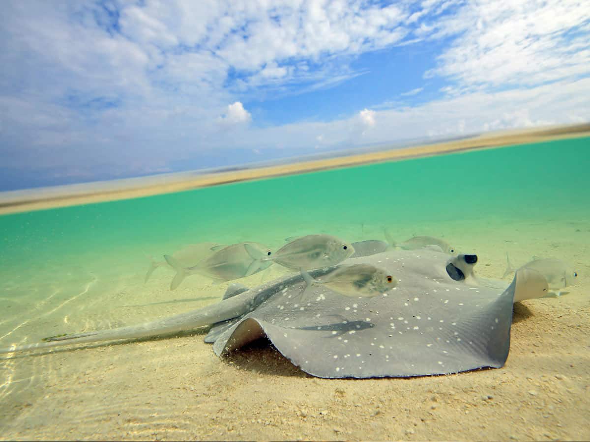 Stingray Sandbar
