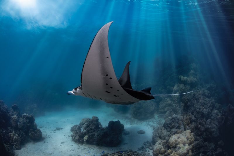 Manta Ray Sanctuary