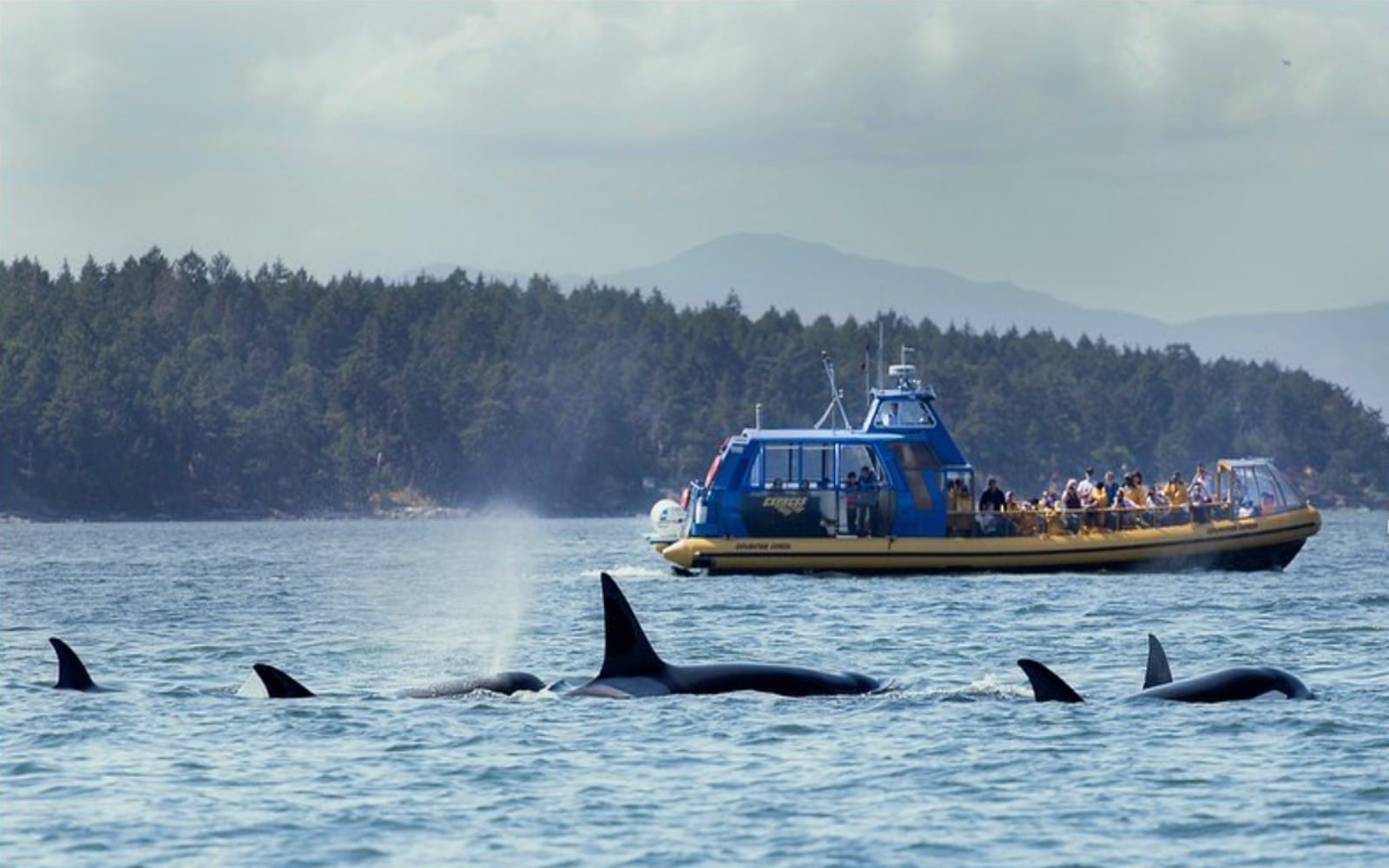 Tromso Skjervoy Whale Watching
