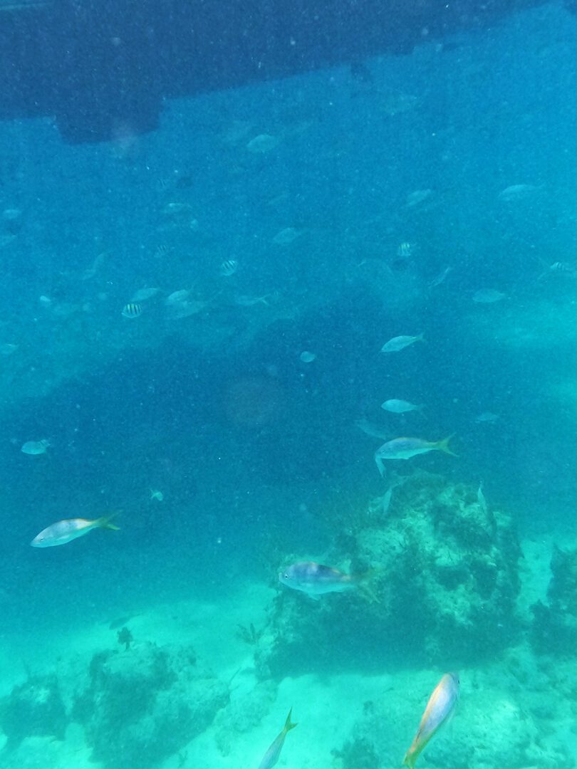 North Reef System