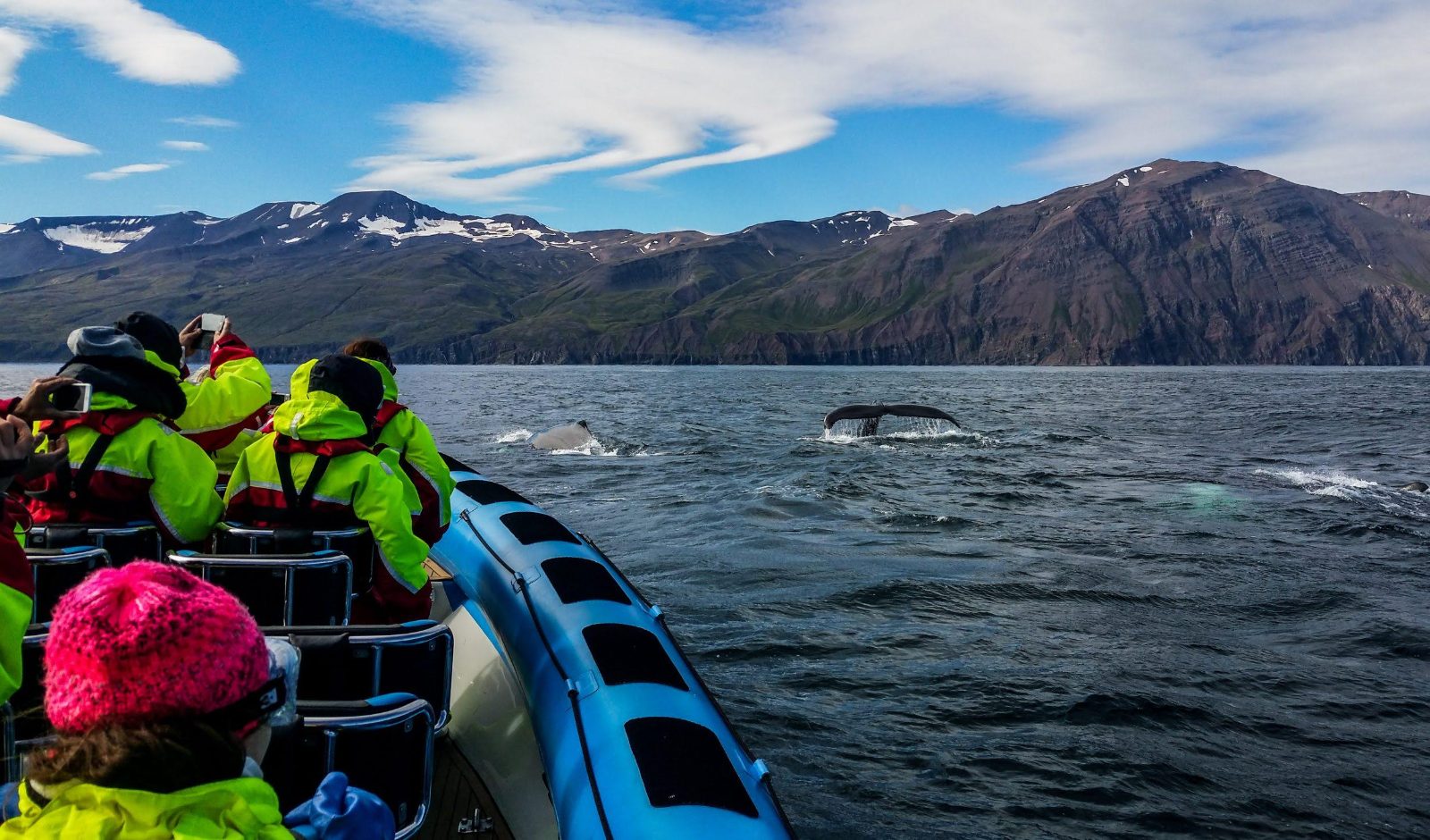 Skjervoy Whale Watching Rib Boat Tour