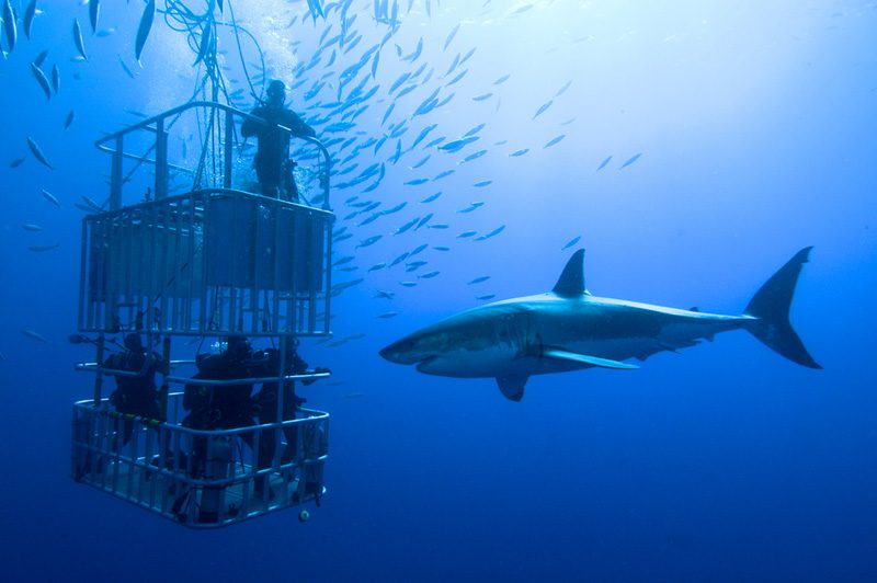 Shark Diving Cape Town