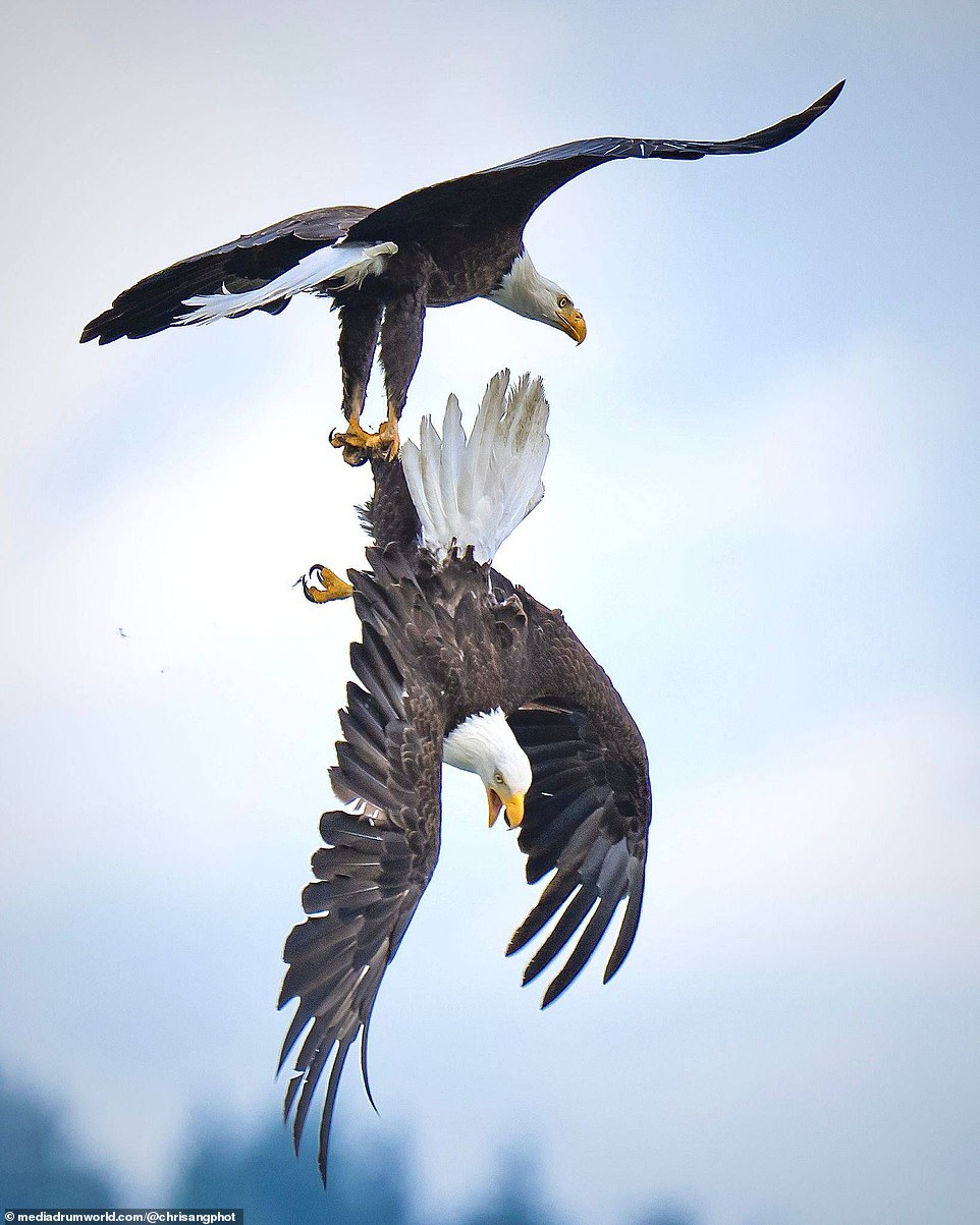Eagle Flies Upside Down