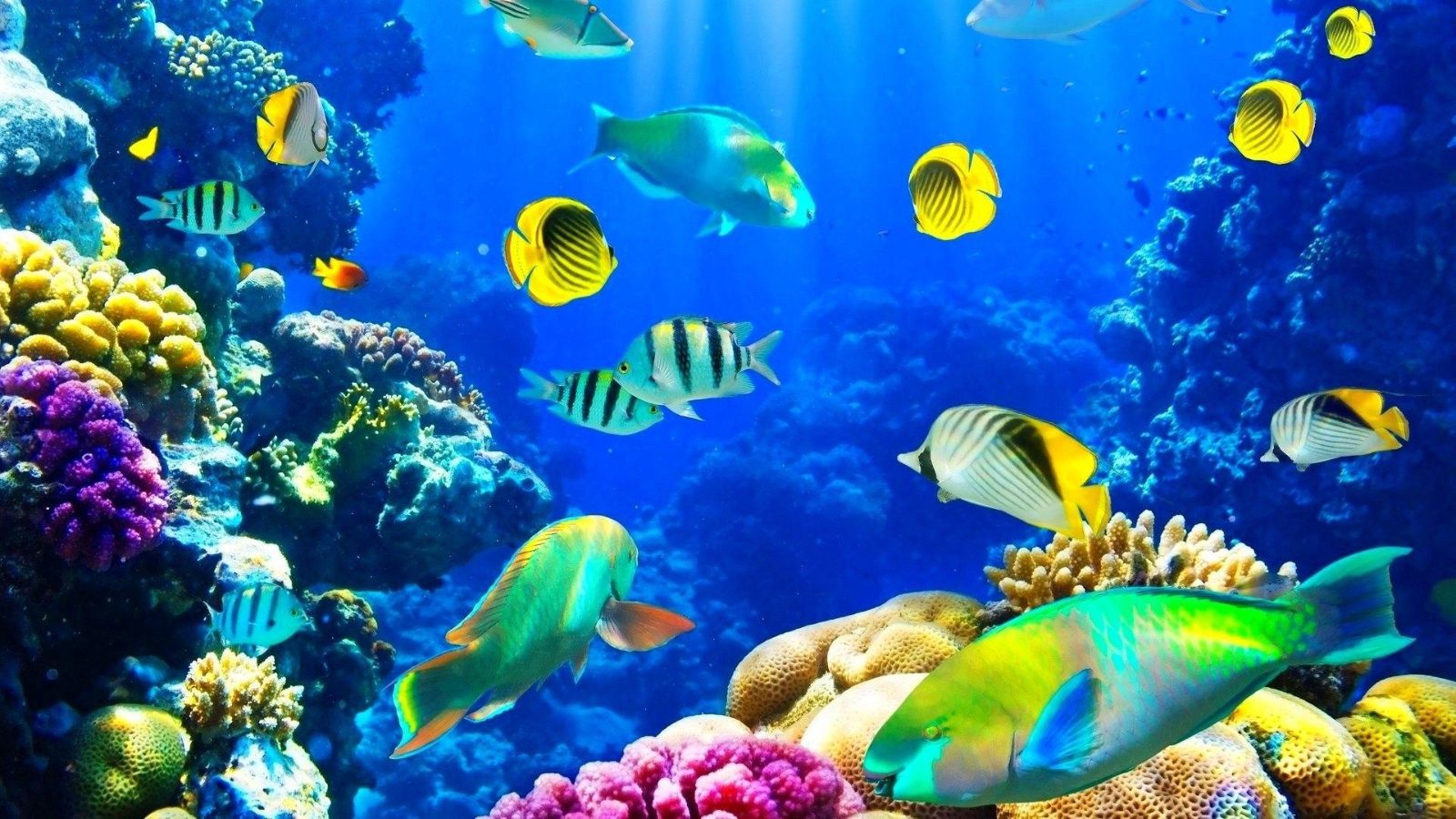 Marine Conservation Zone