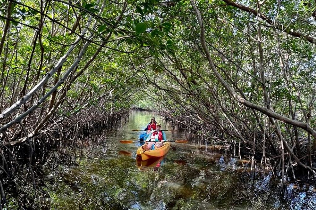 Raccoon Island Miami Tour