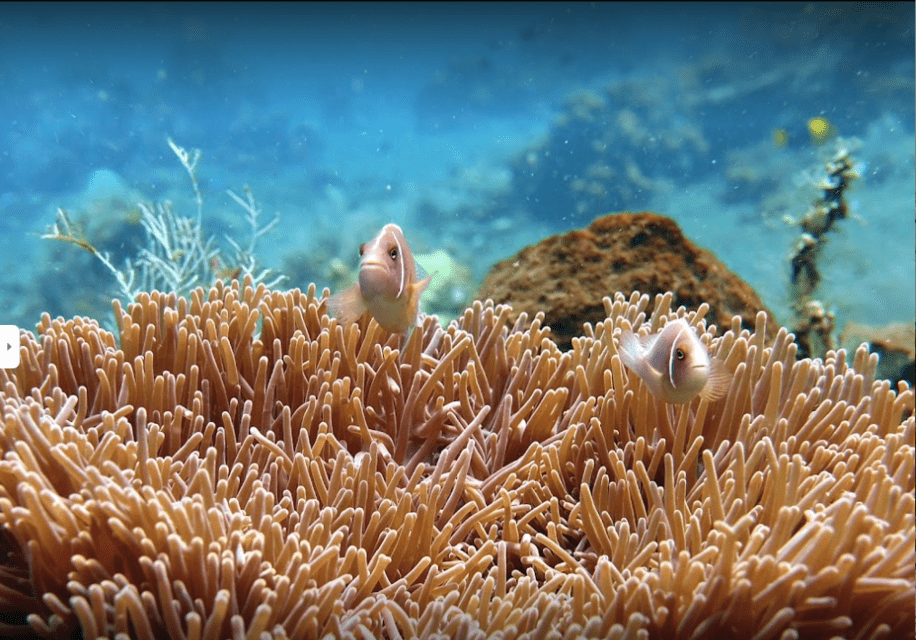 Coral Gardens